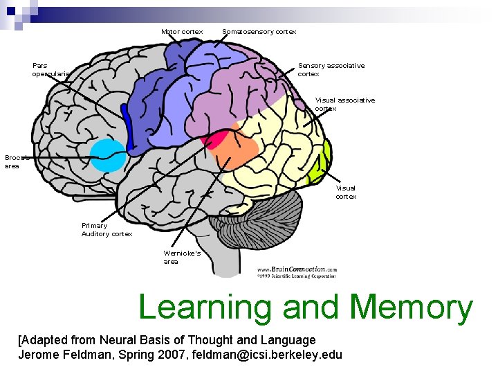 Motor cortex Somatosensory cortex Sensory associative cortex Pars opercularis Visual associative cortex Broca’s area