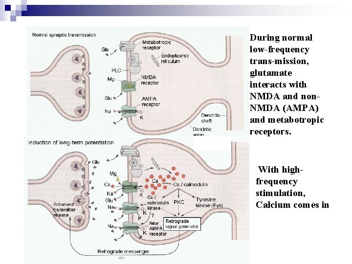 During normal low-frequency trans-mission, glutamate interacts with NMDA and non. NMDA (AMPA) and metabotropic