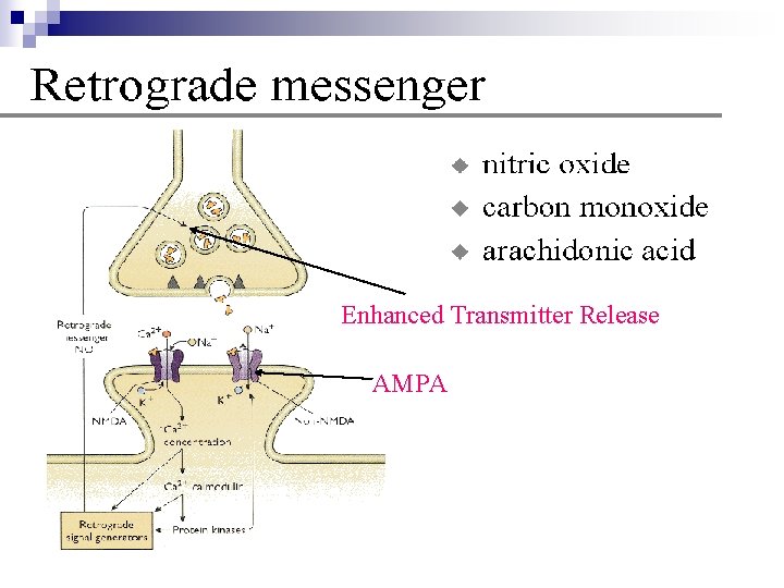 Enhanced Transmitter Release AMPA 