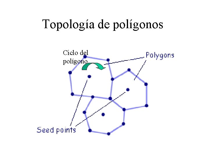 Topología de polígonos Ciclo del polígono 