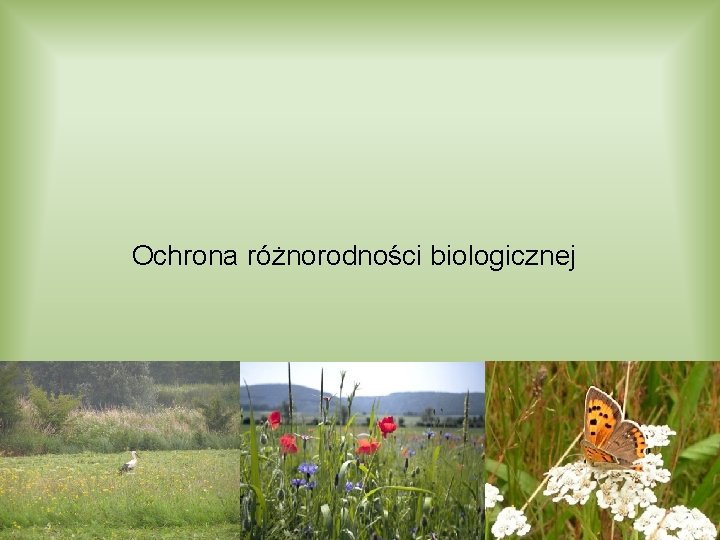 Ochrona różnorodności biologicznej 