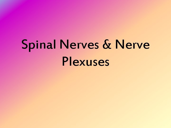 Spinal Nerves & Nerve Plexuses 