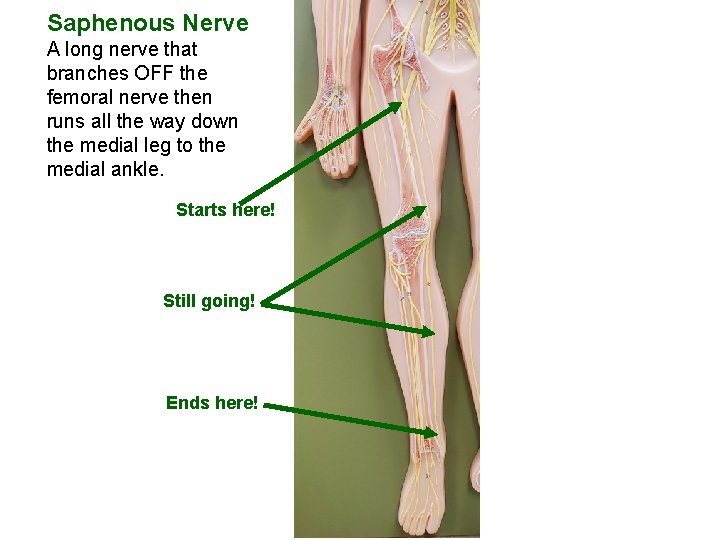 Saphenous Nerve A long nerve that branches OFF the femoral nerve then runs all