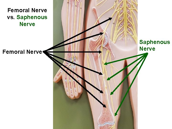 Femoral Nerve vs. Saphenous Nerve Femoral Nerve Saphenous Nerve 