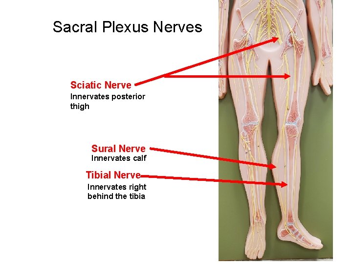 Sacral Plexus Nerves Sciatic Nerve Innervates posterior thigh Sural Nerve Innervates calf Tibial Nerve