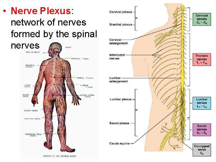  • Nerve Plexus: network of nerves formed by the spinal nerves 