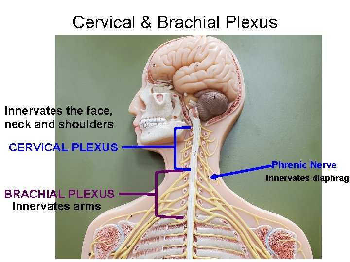 Cervical & Brachial Plexus Innervates the face, neck and shoulders CERVICAL PLEXUS Phrenic Nerve