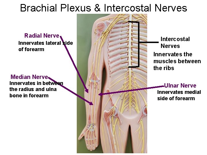 Brachial Plexus & Intercostal Nerves Radial Nerve Innervates lateral side of forearm Intercostal Nerves