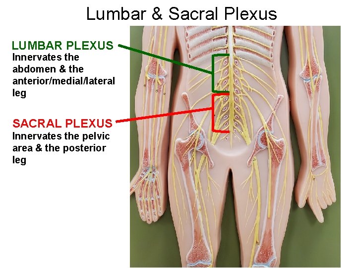 Lumbar & Sacral Plexus LUMBAR PLEXUS Innervates the abdomen & the anterior/medial/lateral leg SACRAL