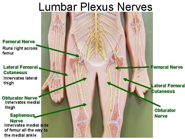 Lumbar Plexus Nerves Femoral Nerve Runs right across femur Lateral Femoral Cutaneous Innervates lateral