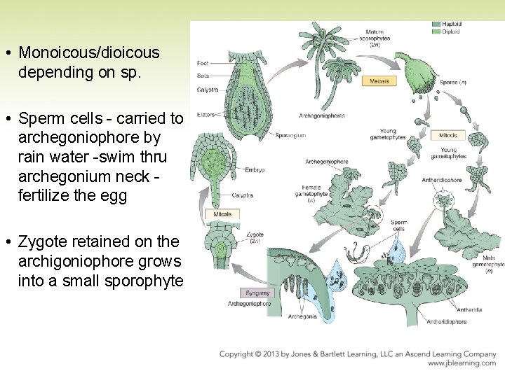  • Monoicous/dioicous depending on sp. • Sperm cells - carried to archegoniophore by