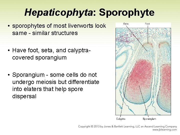 Hepaticophyta: Sporophyte • sporophytes of most liverworts look same - similar structures • Have