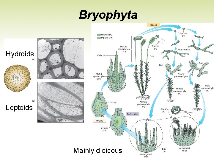 Bryophyta Hydroids Leptoids Mainly dioicous 