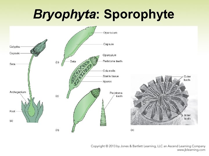 Bryophyta: Sporophyte 