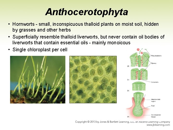 Anthocerotophyta • Hornworts - small, inconspicuous thalloid plants on moist soil, hidden by grasses