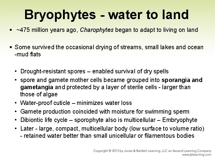 Bryophytes - water to land § ~475 million years ago, Charophytes began to adapt