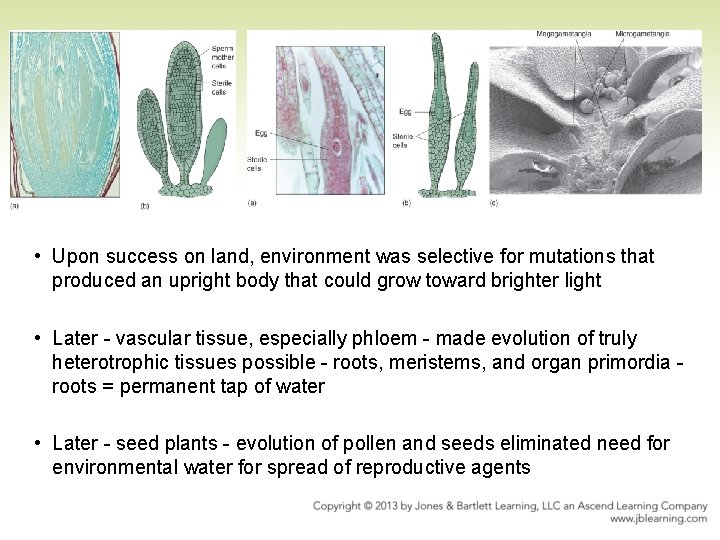  • Upon success on land, environment was selective for mutations that produced an