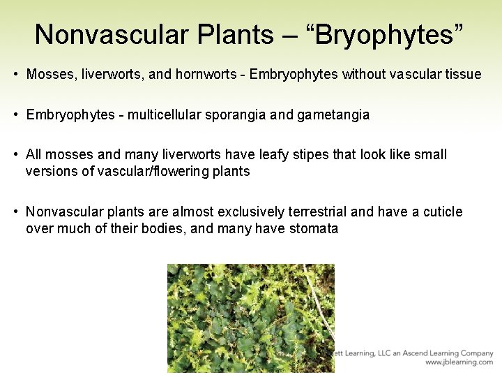 Nonvascular Plants – “Bryophytes” • Mosses, liverworts, and hornworts - Embryophytes without vascular tissue