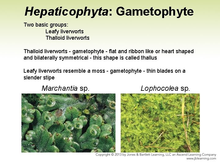 Hepaticophyta: Gametophyte Two basic groups: Leafy liverworts Thalloid liverworts - gametophyte - flat and