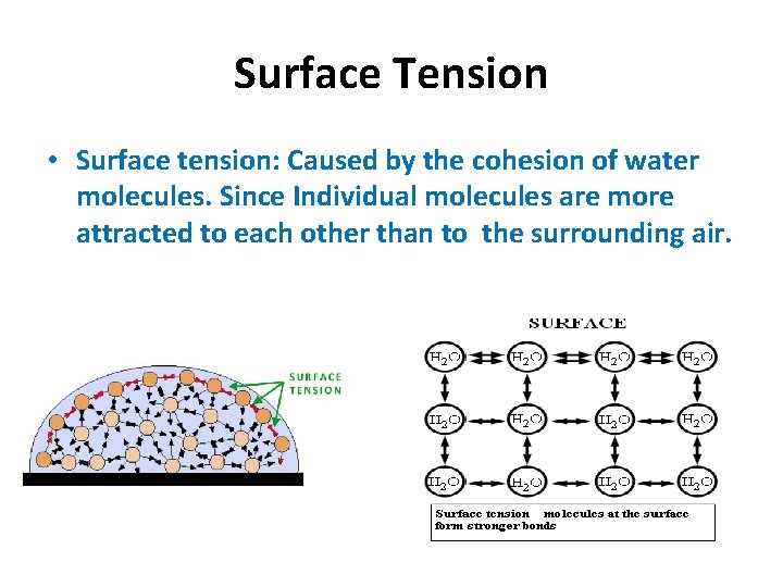 Surface Tension • Surface tension: Caused by the cohesion of water molecules. Since Individual