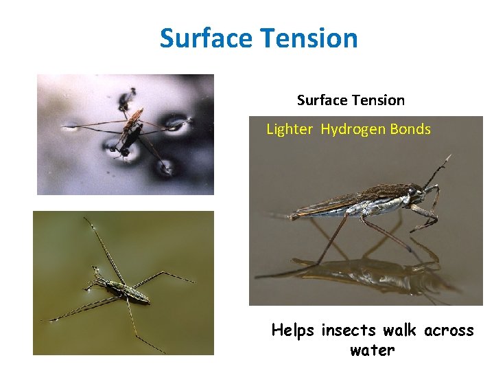 Surface Tension Lighter Hydrogen Bonds Helps insects walk across water 