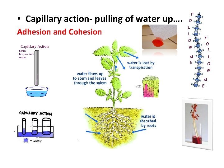  • Capillary action- pulling of water up…. Adhesion and Cohesion 