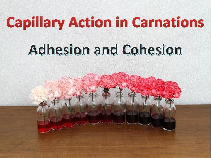 Capillary Action in Carnations Adhesion and Cohesion 