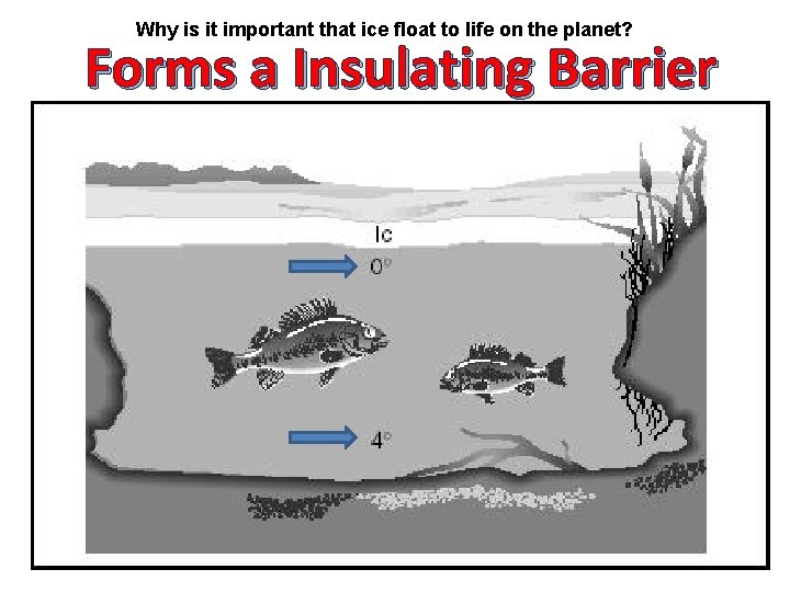 Why is it important that ice float to life on the planet? Forms a