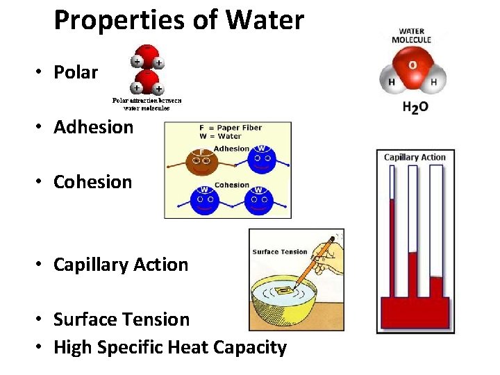 Properties of Water • Polar • Adhesion • Cohesion • Capillary Action • Surface