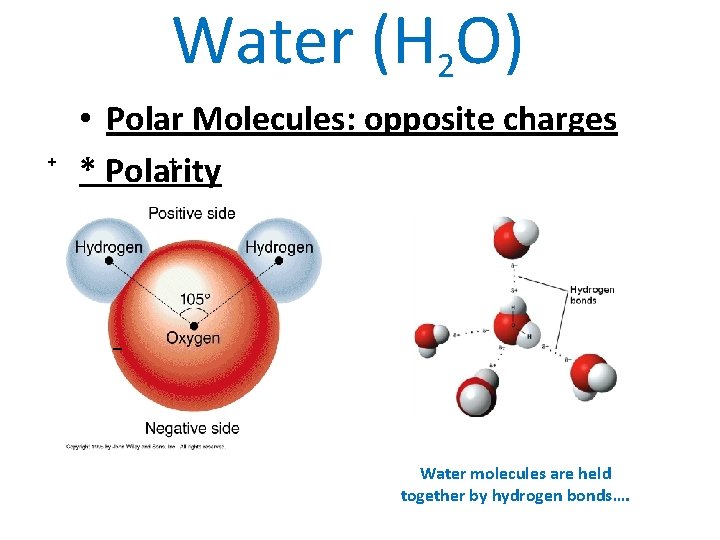 Water (H 2 O) + • Polar Molecules: opposite charges + * Polarity _