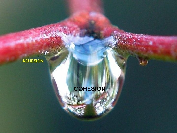 ADHESION COHESION 