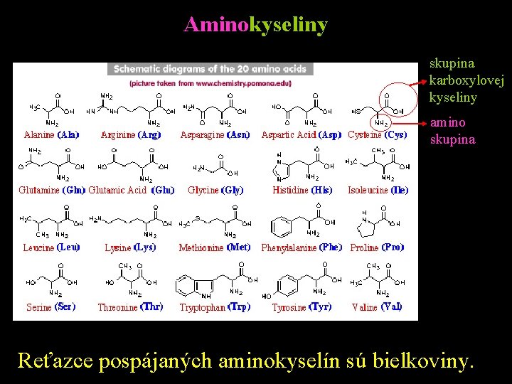 Aminokyseliny skupina karboxylovej kyseliny amino skupina Reťazce pospájaných aminokyselín sú bielkoviny. 