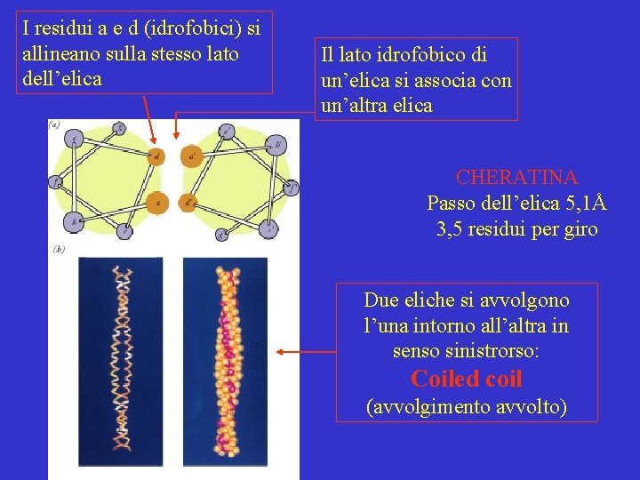 I residui a e d (idrofobici) si allineano sulla stesso lato dell’elica Il lato I residui a e d (idrofobici) si allineano sulla stesso lato dell’elica Il lato