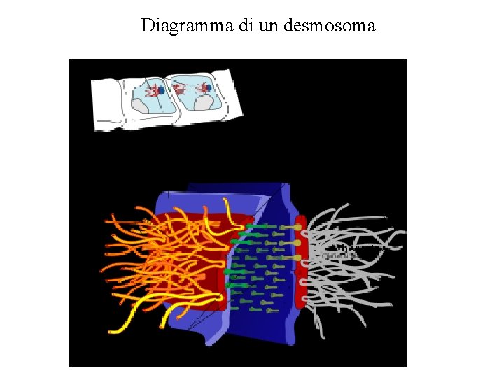Diagramma di un desmosoma Diagramma di un desmosoma