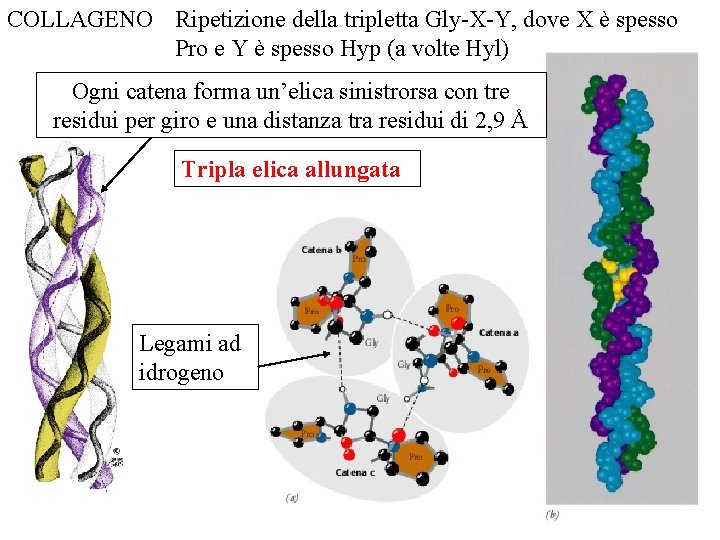 COLLAGENO Ripetizione della tripletta Gly-X-Y, dove X è spesso Pro e Y è spesso COLLAGENO Ripetizione della tripletta Gly-X-Y, dove X è spesso Pro e Y è spesso