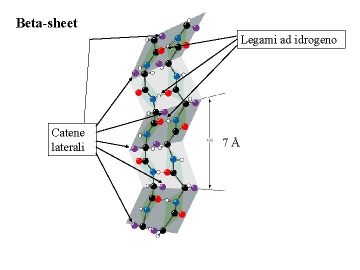 Beta-sheet Legami ad idrogeno Catene laterali 7Å Beta-sheet Legami ad idrogeno Catene laterali 7Å