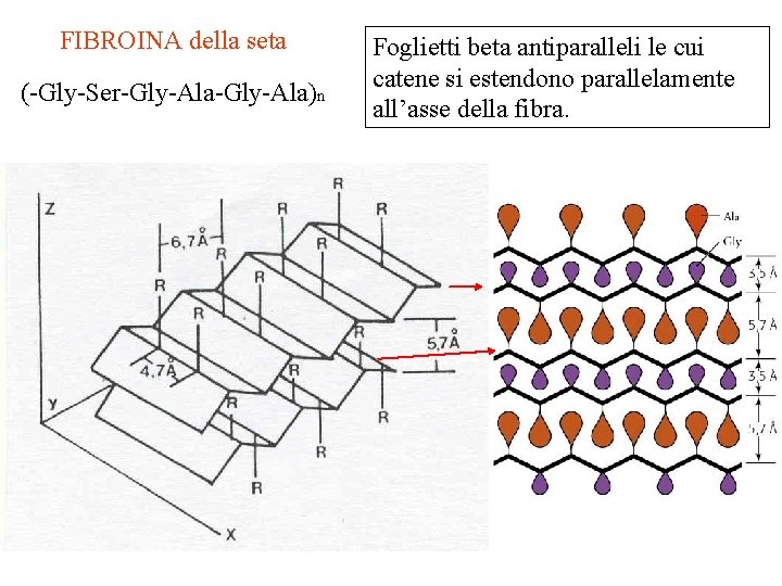 FIBROINA della seta (-Gly-Ser-Gly-Ala)n Foglietti beta antiparalleli le cui catene si estendono parallelamente all’asse FIBROINA della seta (-Gly-Ser-Gly-Ala)n Foglietti beta antiparalleli le cui catene si estendono parallelamente all’asse