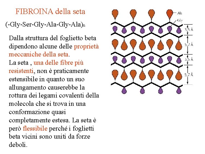 FIBROINA della seta (-Gly-Ser-Gly-Ala)n Dalla struttura del foglietto beta dipendono alcune delle proprietà meccaniche FIBROINA della seta (-Gly-Ser-Gly-Ala)n Dalla struttura del foglietto beta dipendono alcune delle proprietà meccaniche