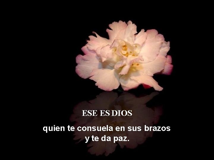ESE ES DIOS quien te consuela en sus brazos y te da paz. ESE ES DIOS quien te consuela en sus brazos y te da paz.