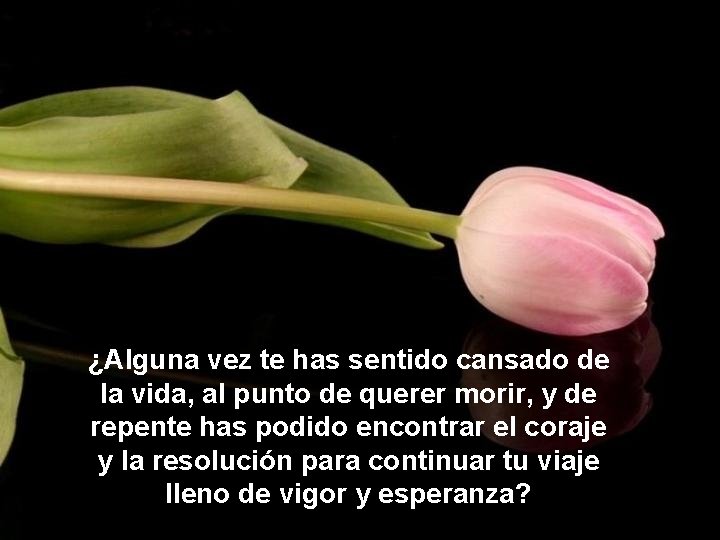 ¿Alguna vez te has sentido cansado de la vida, al punto de querer morir, ¿Alguna vez te has sentido cansado de la vida, al punto de querer morir,