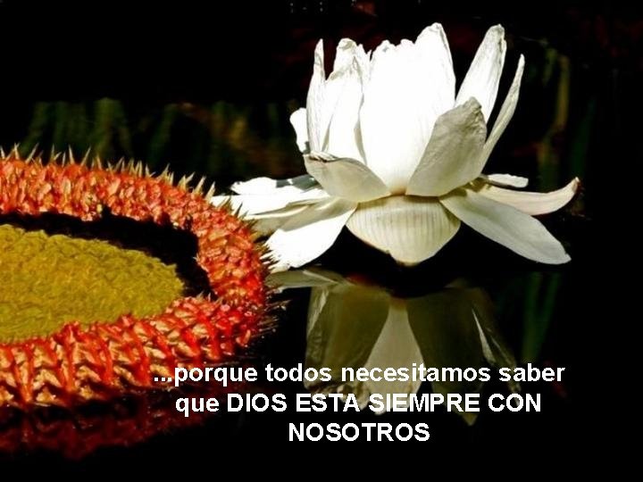 . . . porque todos necesitamos saber que DIOS ESTA SIEMPRE CON NOSOTROS . . . porque todos necesitamos saber que DIOS ESTA SIEMPRE CON NOSOTROS