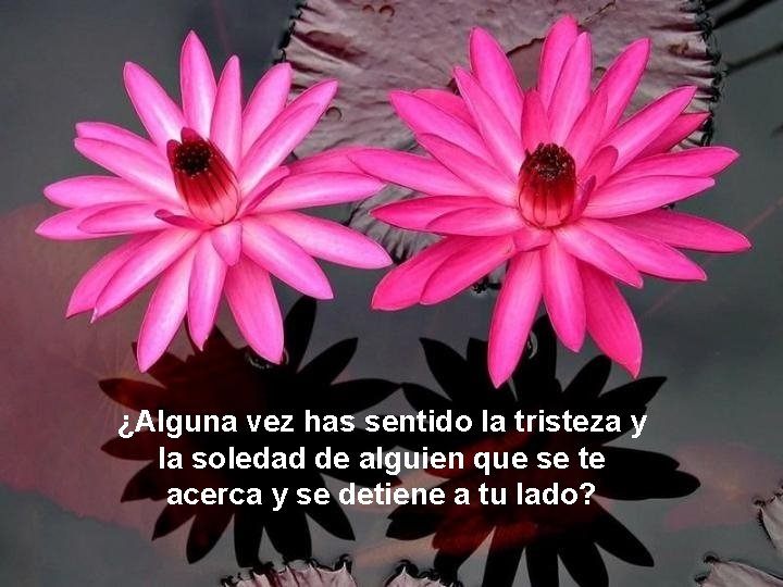 ¿Alguna vez has sentido la tristeza y la soledad de alguien que se te ¿Alguna vez has sentido la tristeza y la soledad de alguien que se te