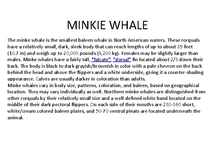 MINKIE WHALE The minke whale is the smallest baleen whale in North American waters.