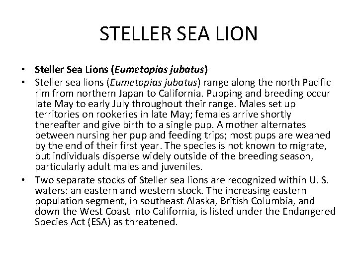STELLER SEA LION • Steller Sea Lions (Eumetopias jubatus) • Steller sea lions (Eumetopias