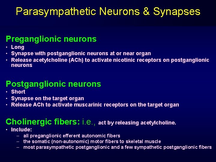 Parasympathetic Neurons & Synapses Preganglionic neurons • Long • Synapse with postganglionic neurons at