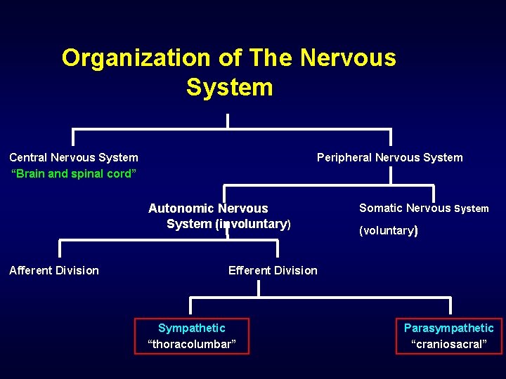 Organization of The Nervous System Central Nervous System “Brain and spinal cord” Peripheral Nervous
