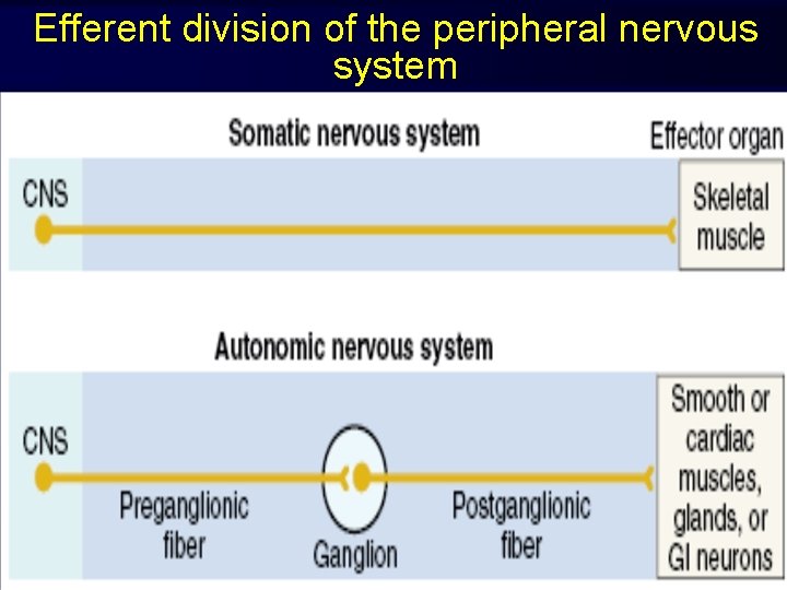 Efferent division of the peripheral nervous system 