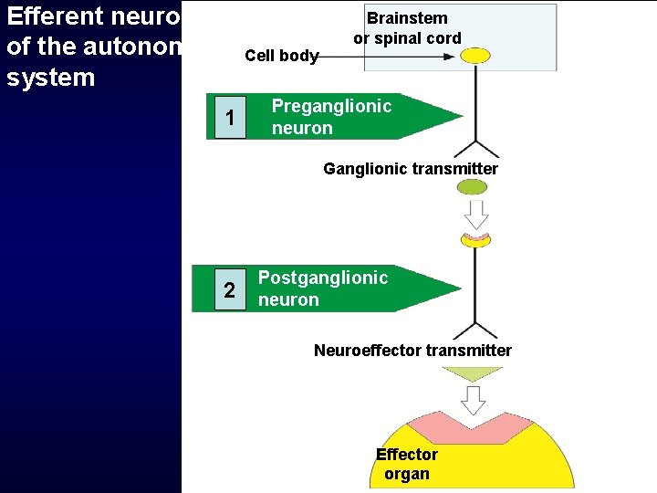 Efferent neurons of the autonomic system Cell body 1 Brainstem or spinal cord Preganglionic