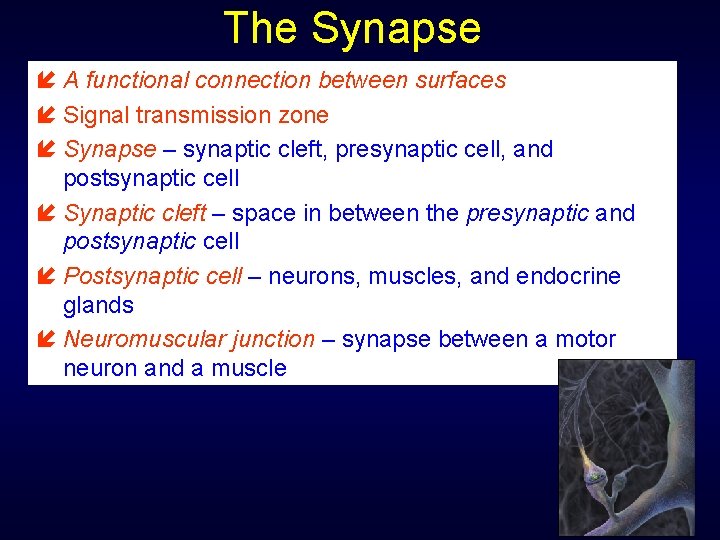 The Synapse í A functional connection between surfaces í Signal transmission zone í Synapse