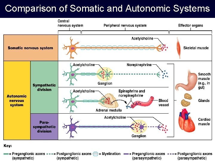 Comparison of Somatic and Autonomic Systems 